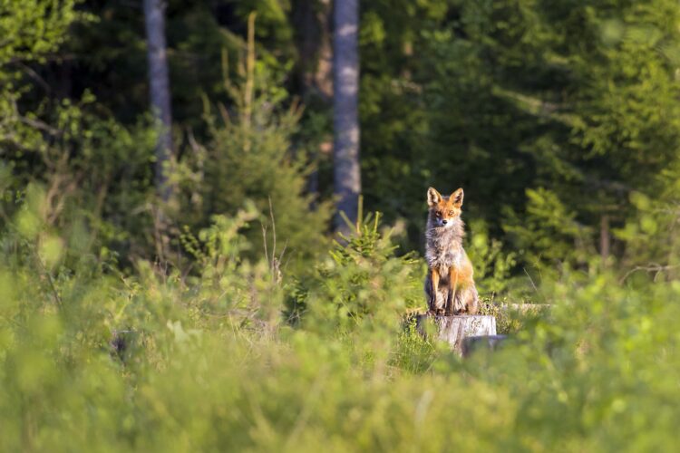 Red Foxes: From Farmland to Across the Globe